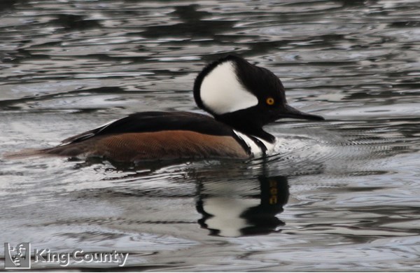 Photo of Lophodytes cucullatus